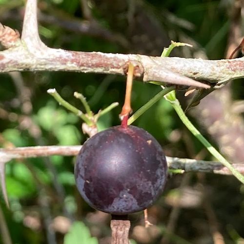 ribes-divaricatum-worcester_2.jpg