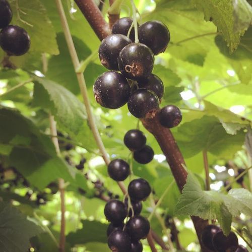 ribes-nigrum-bigno.jpg