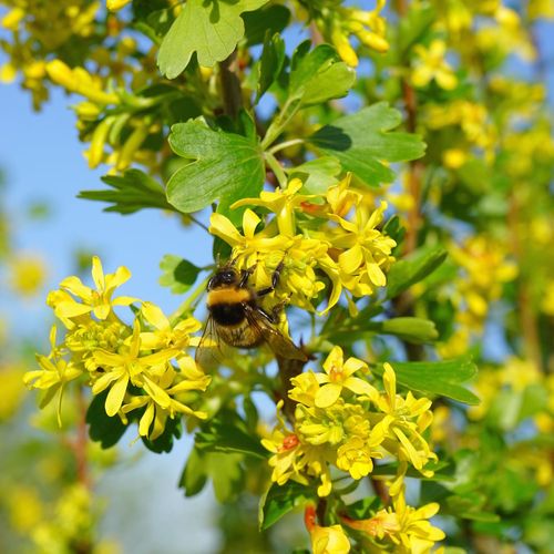 ribes-odoratum-gwens.jpg