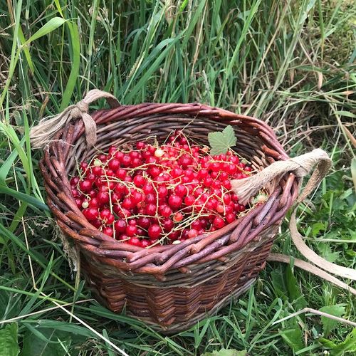 ribes-rubrum-detvan_2.jpg