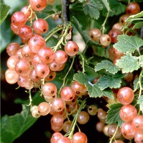 ribes-rubrum-pink-champagne.jpg