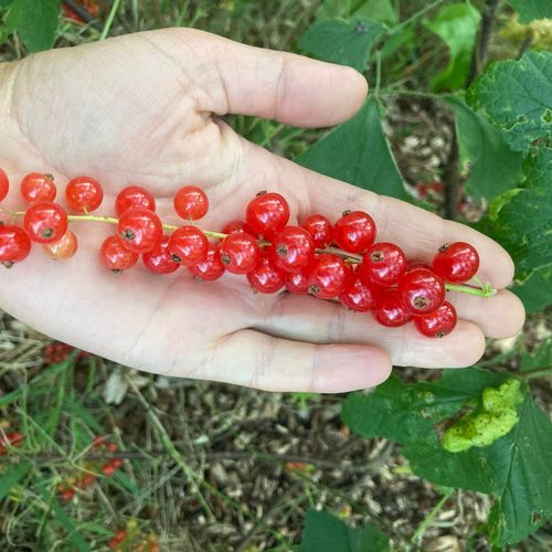 ribes-rubrum-rovada_2.jpg