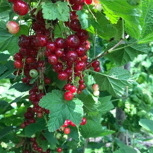 ribes-rubrum-tatran.jpg