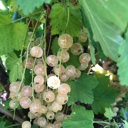 ribes-rubrum-zitavia.jpg