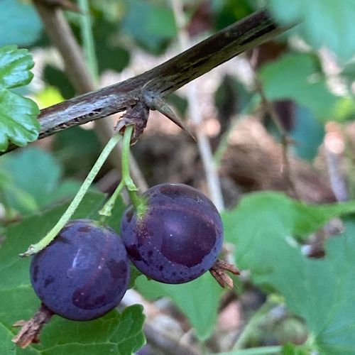 ribes-uva-crispa-black-velvet_2.jpg