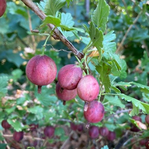 ribes-uva-crispa-captivator-easycrisp.jpg