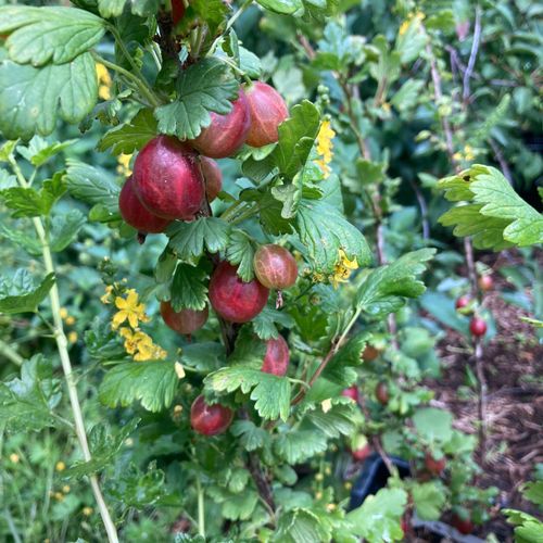 ribes-uva-crispa-freedonia_2.jpg