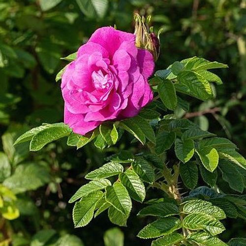 rosa-rugosa-hansa.jpg