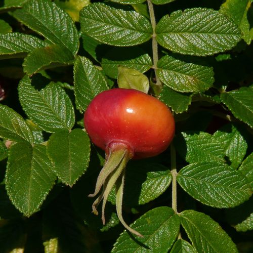 rosa-rugosa_2.jpg
