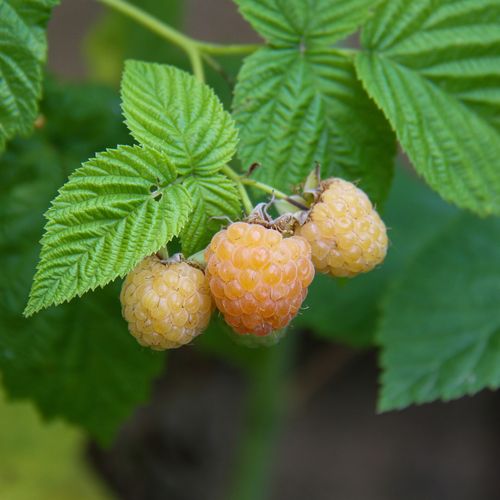 rubus-idaeus-fallgold.jpg