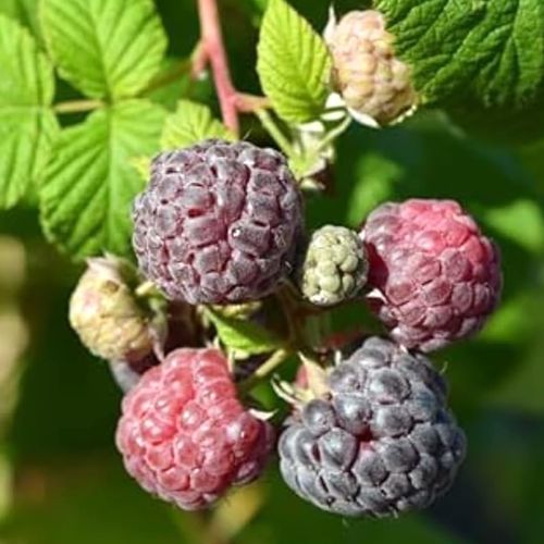 rubus-idaeus-x-occidentalis-glen-coe.jpg