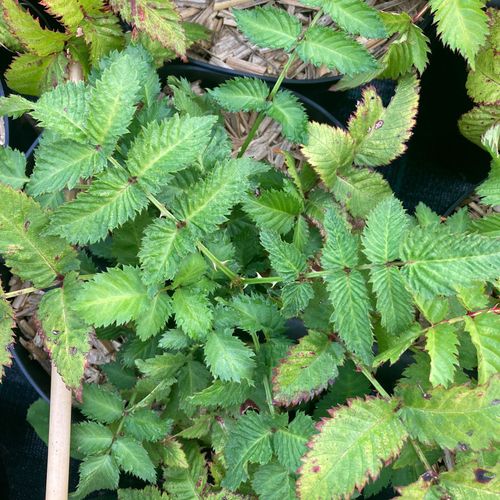rubus-illecebrosus.jpg