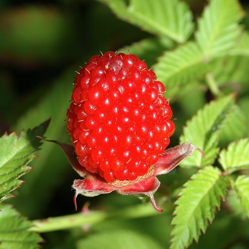 rubus-illecebrosus_2.jpg