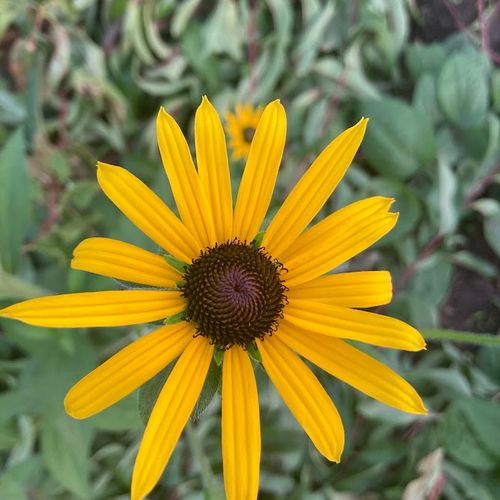 rudbeckia-fulgida-var-deamii.jpg