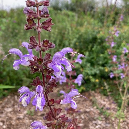 salvia-forsskaolei.jpg