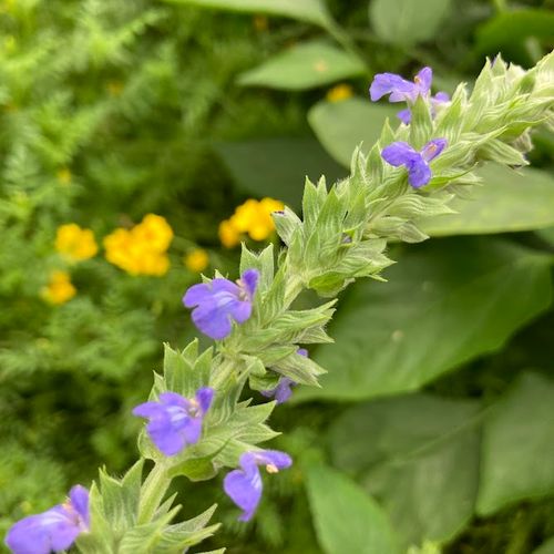 salvia-hispanica.jpg