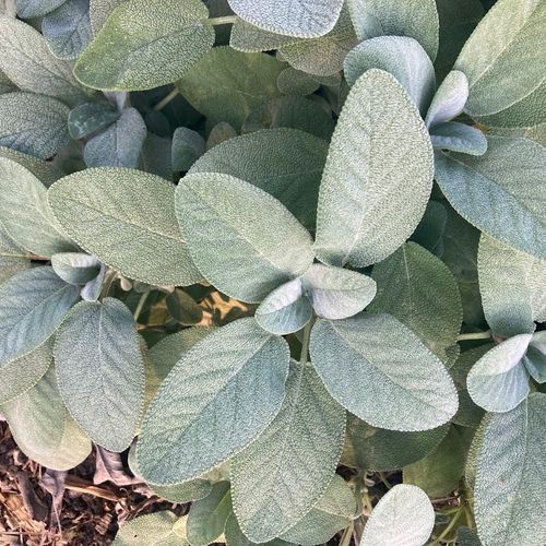 salvia-officinalis-breed.jpg