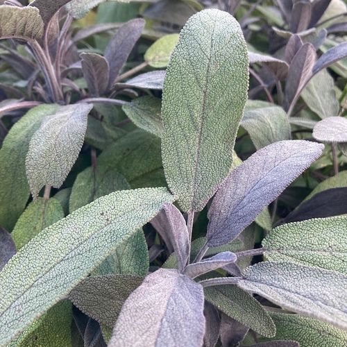 salvia-officinalis-paars.jpg