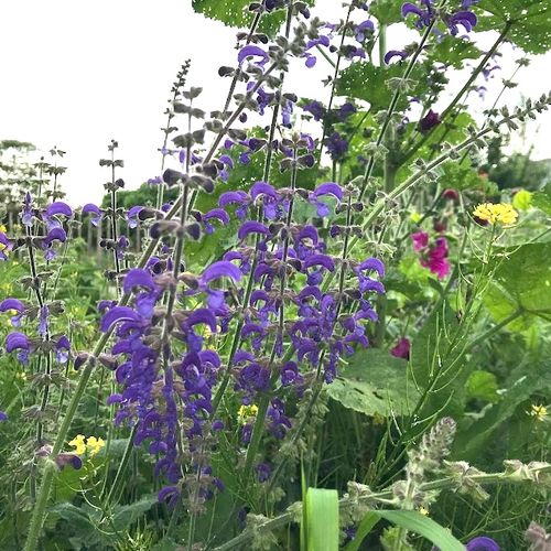 salvia-pratensis.jpg