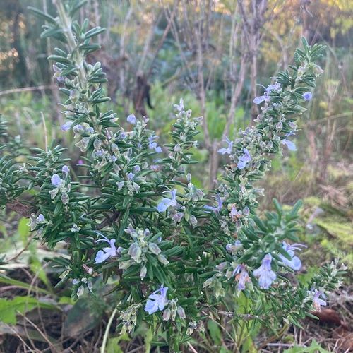salvia-rosmarinus-riviera-compact.jpg