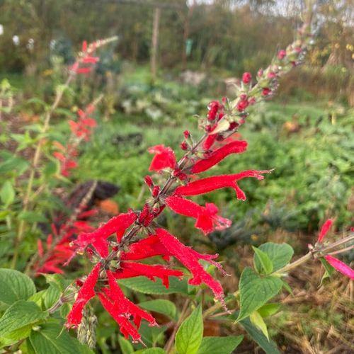 salvia-rutilans.jpg