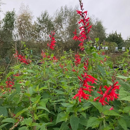 salvia-rutilans_2.jpg
