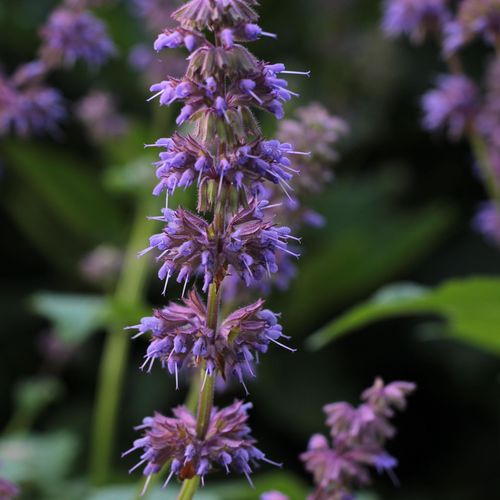 salvia-verticillata.jpg