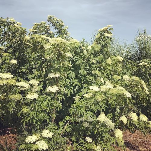 sambucus-nigra-haschberg_2.jpg