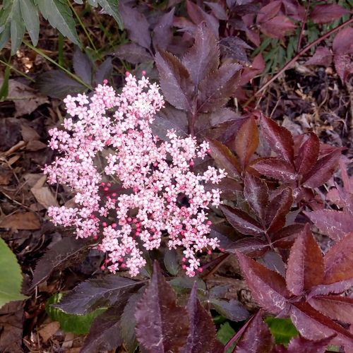 sambucus-nigra-thundercloud.jpg