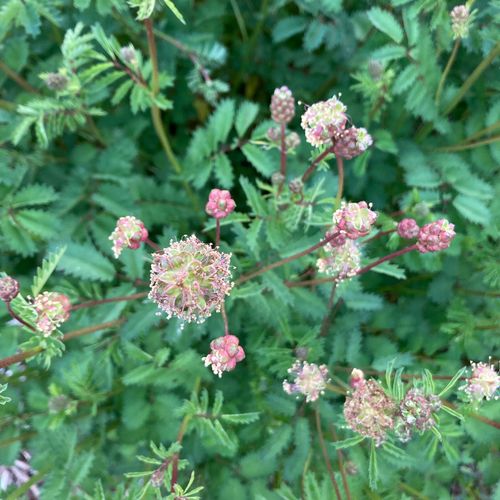 sanguisorba-minor_2.jpg