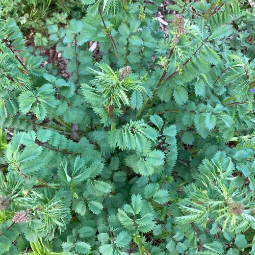 sanguisorba-minor_3.jpg
