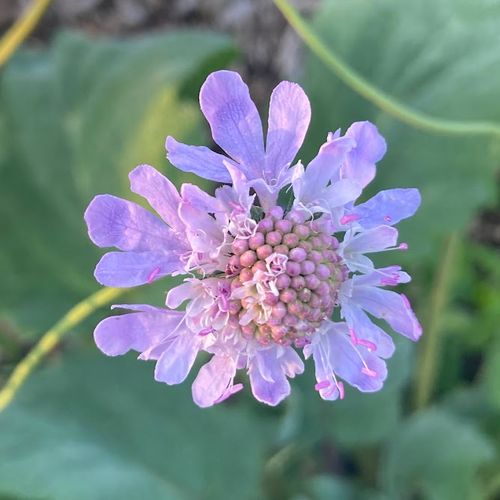 scabiosa-columbaria.jpg