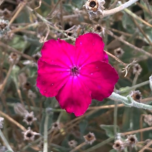 silene-coronaria.jpg