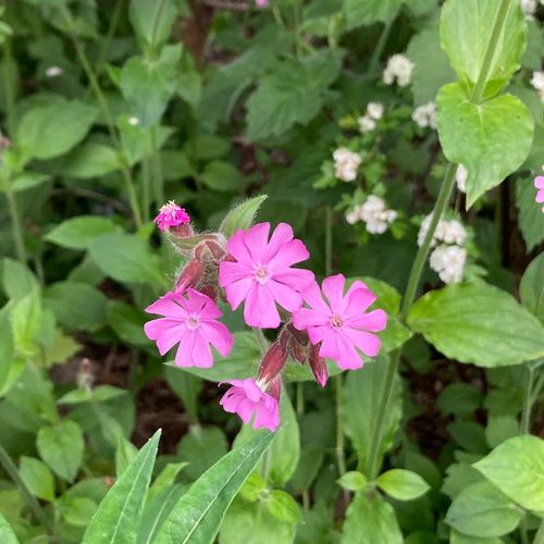 silene-dioica_2.jpg