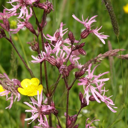 silene-flos-cuculi.jpg