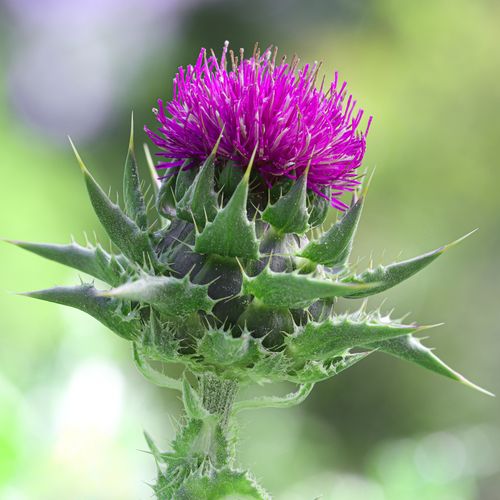 silybum-marianum.jpg