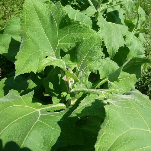 smallanthus-sonchifolius_2.jpg