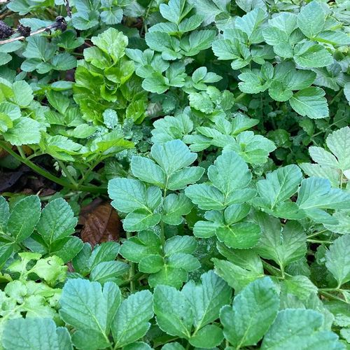 smyrnium-olusatrum_2.jpg
