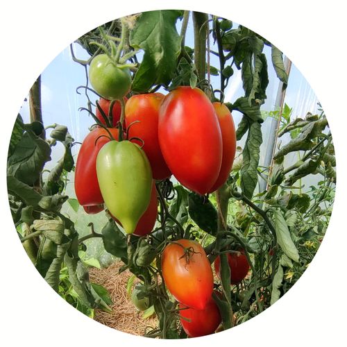 solanum-lycopersicum-amish-paste.jpg