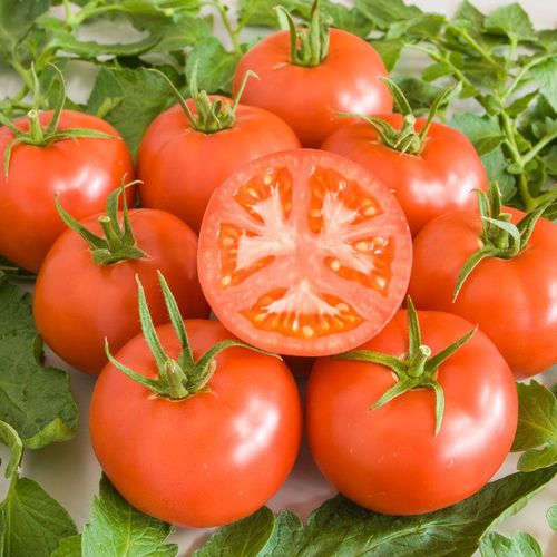 solanum-lycopersicum-berner-rose.jpg