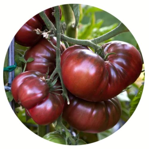 solanum-lycopersicum-black-krim.jpg