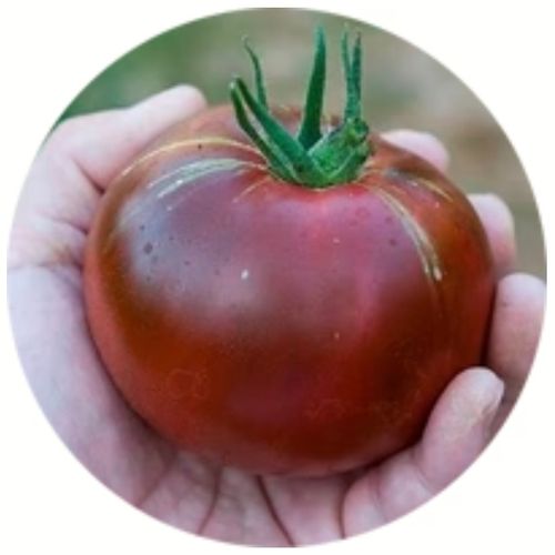 solanum-lycopersicum-black-prince.jpg