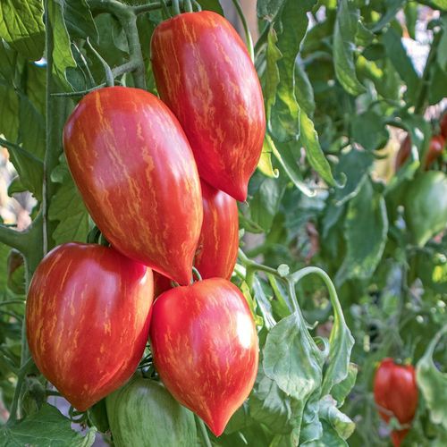 solanum-lycopersicum-marmorossa.jpg