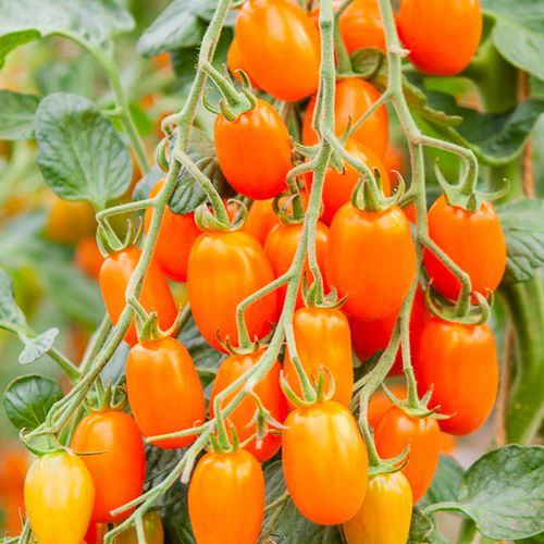 solanum-lycopersicum-ormato.jpg