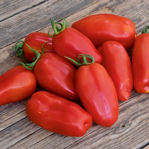 solanum-lycopersicum-san-marzano.jpg