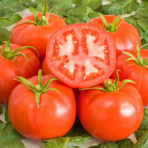 solanum-lycopersicum-st-pierre.jpg