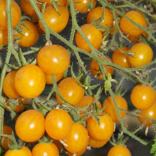 solanum-lycopersicum-yellow-clementine.jpg