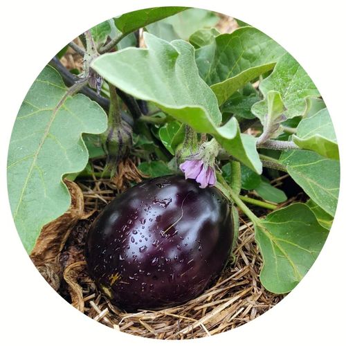 solanum-melongena-morden-midget.jpg
