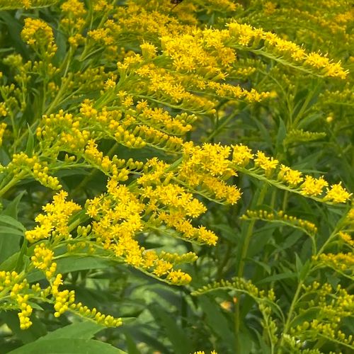 solidago-odora.jpg