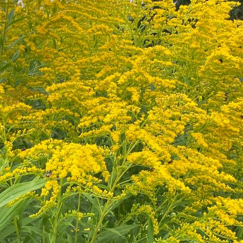 solidago-odora_2.jpg
